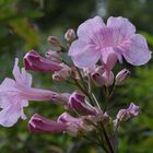 Jasminblüten