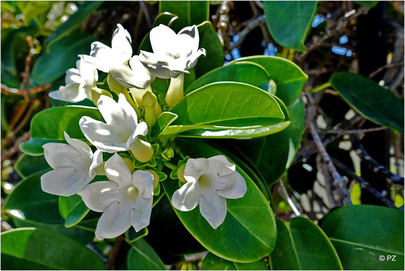 Jasminblüten ...