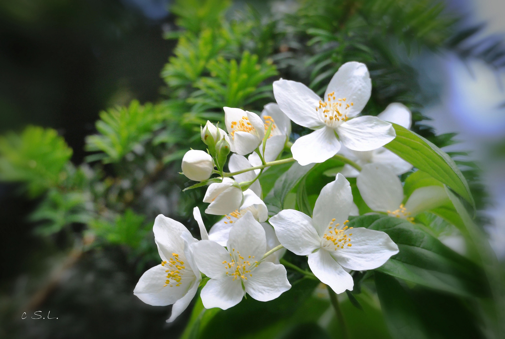 Jasminblüten... Foto & Bild pflanzen, pilze & flechten, blüten