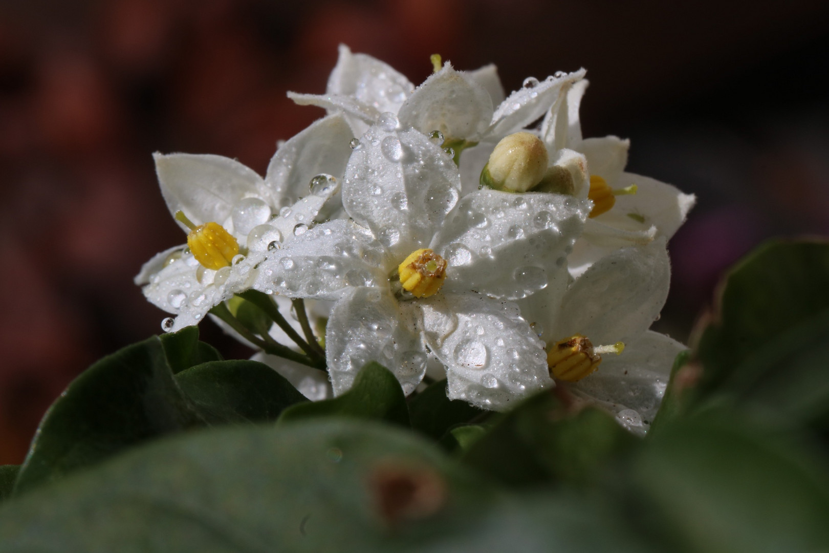 Jasminblüten