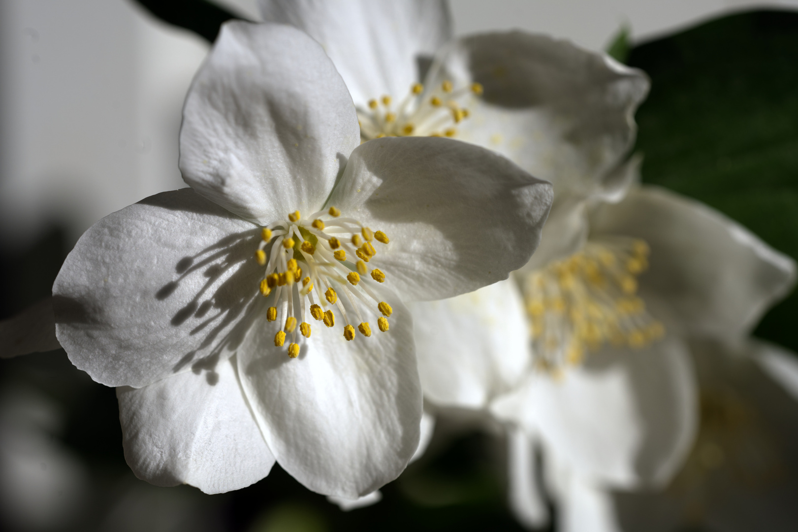 Jasminblüten