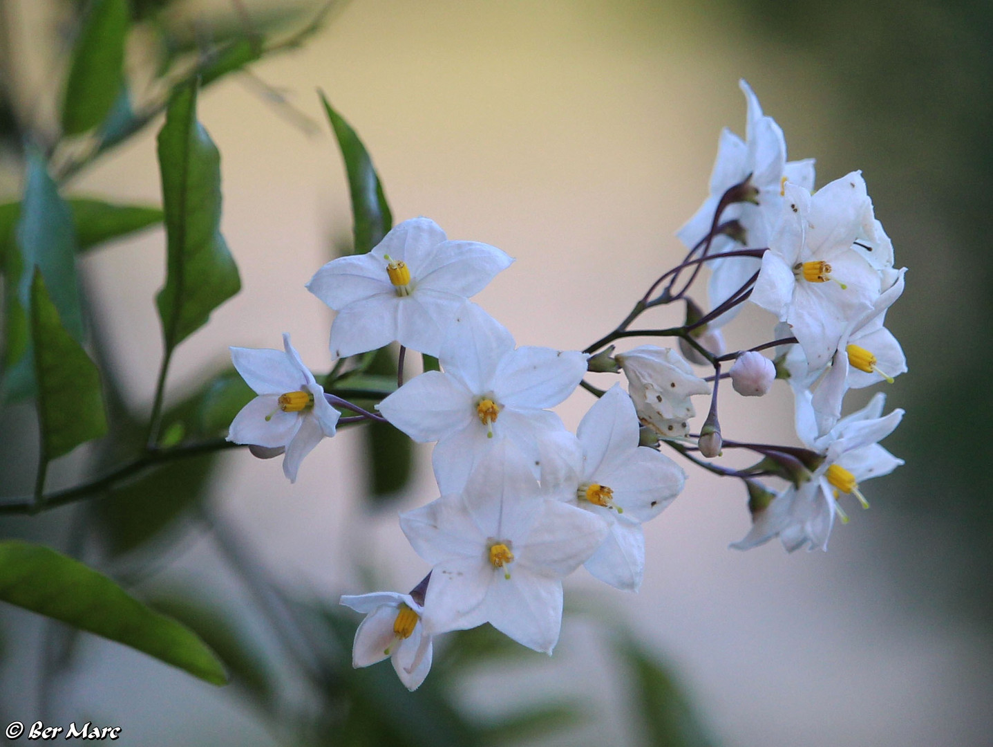 Jasminblütiger Nachtschatten