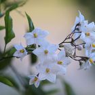 Jasminblütiger Nachtschatten