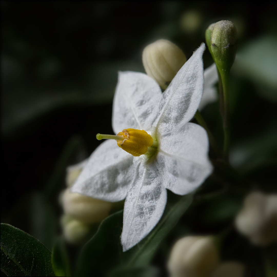 Jasminblütiger Nachtschatten