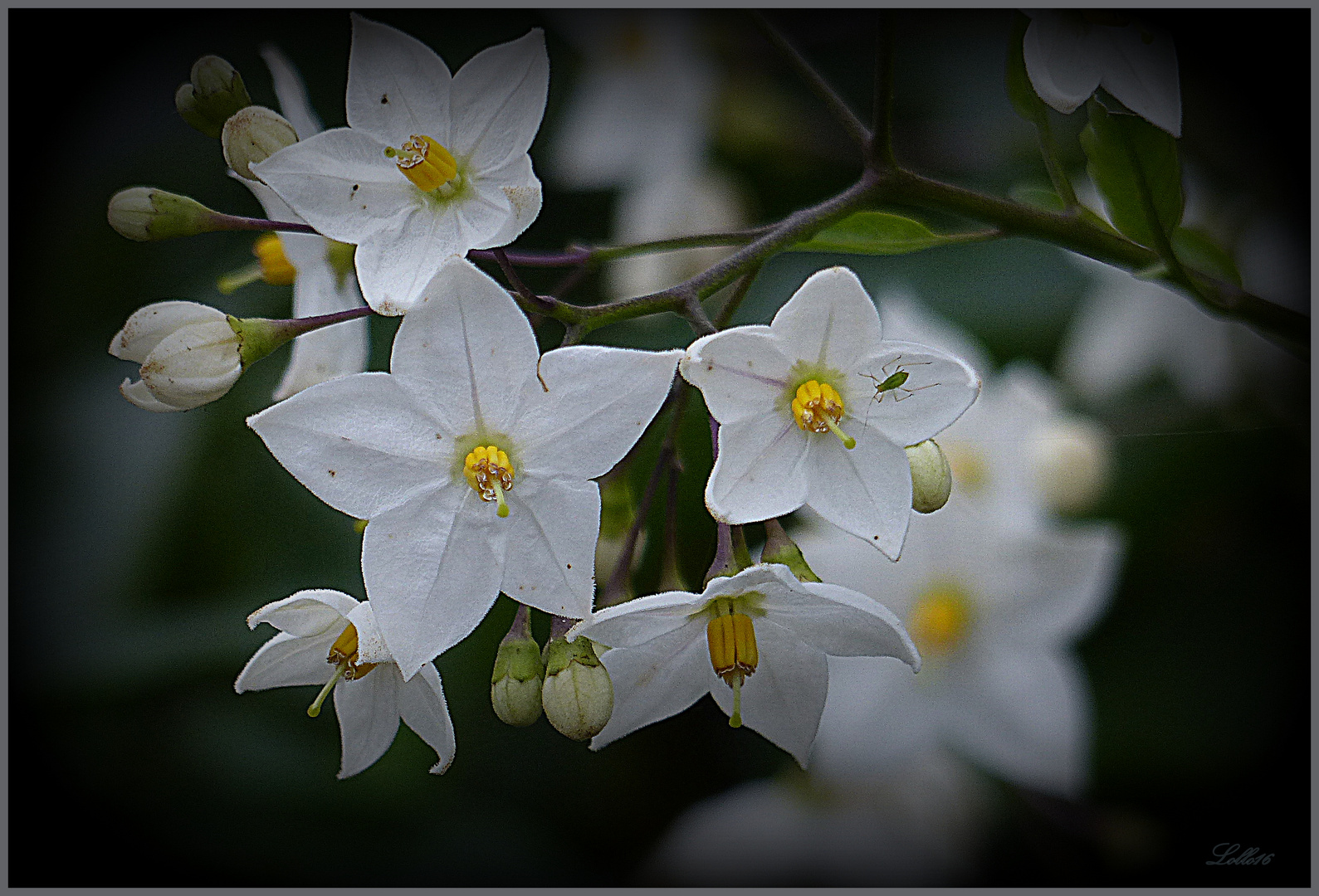 Jasminblütiger Nachtschatten ...