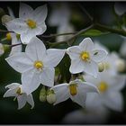 Jasminblütiger Nachtschatten ...