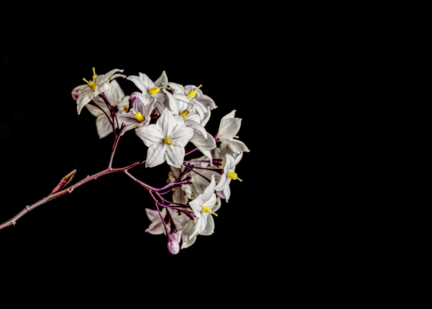 Jasminblütiger Nachtschatten (Solanum laxum) 2