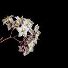 Jasminblütiger Nachtschatten (Solanum laxum) 2