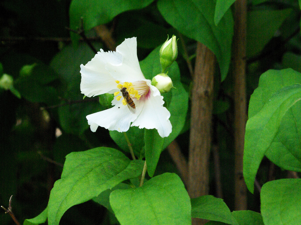 Jasmine bush in front of the doorway