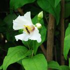 Jasmine bush in front of the doorway