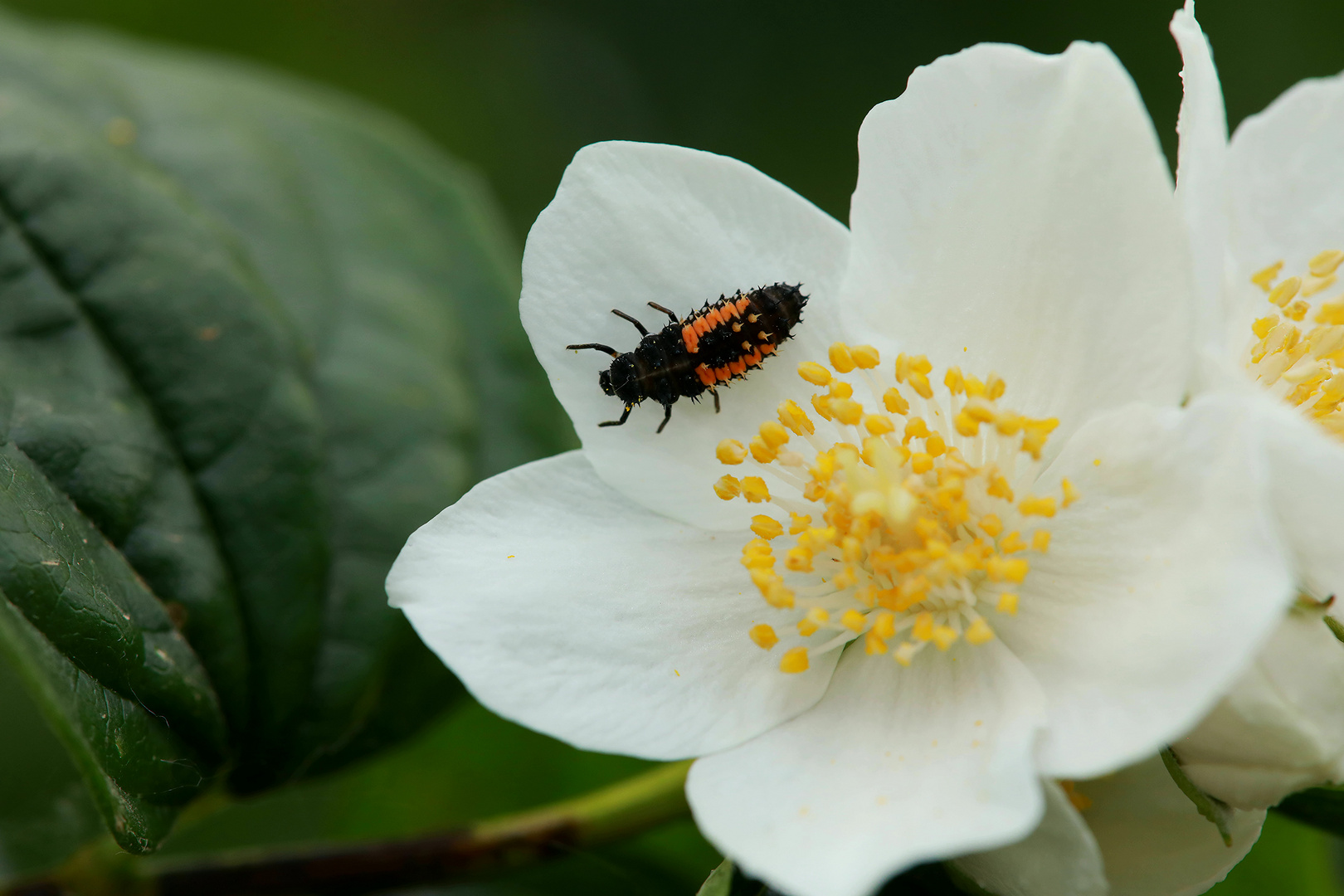  Jasmin´s ihr´n Coccinellidae-Larve