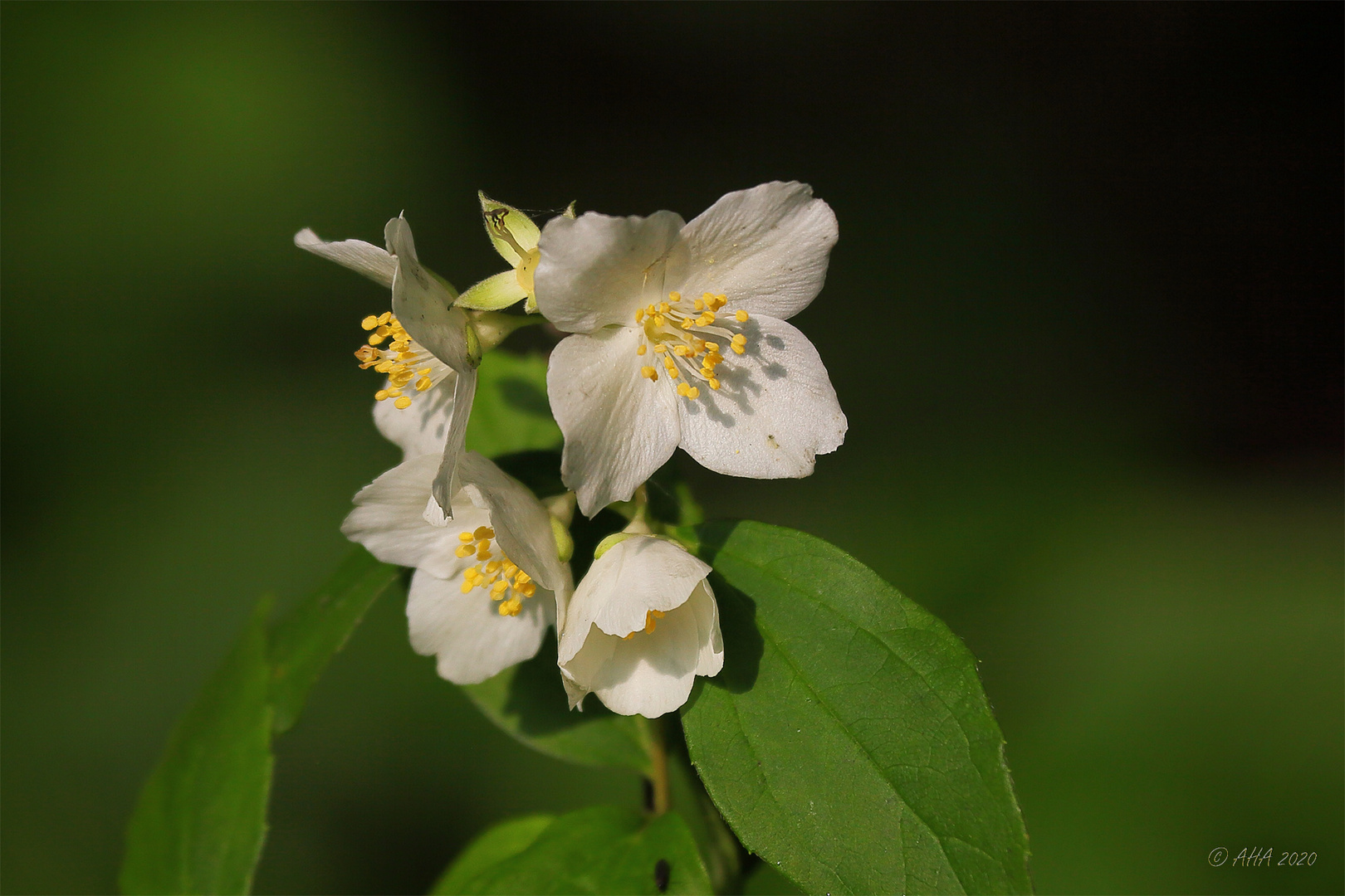 Jasminum grandiflorum + Abendsonne