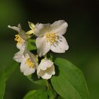 Jasminum grandiflorum + Abendsonne