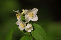 Jasminum grandiflorum + Abendsonne