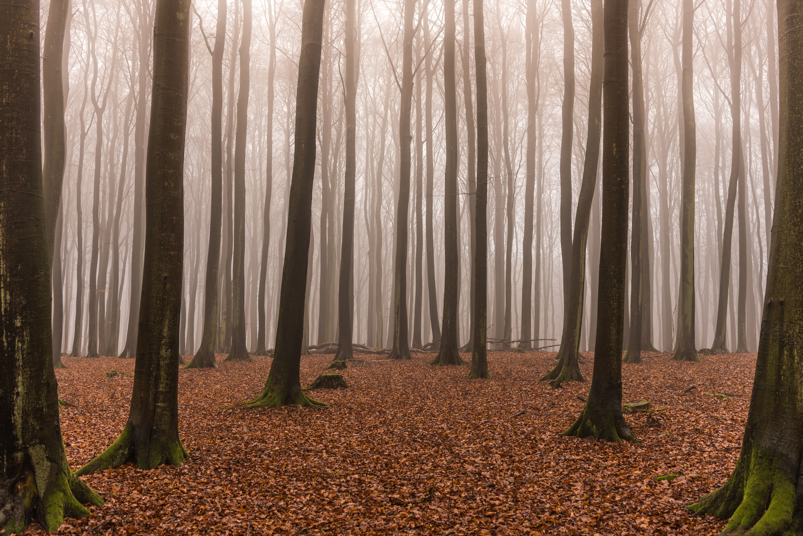 Jasmund im Nebel