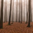 Jasmund im Nebel