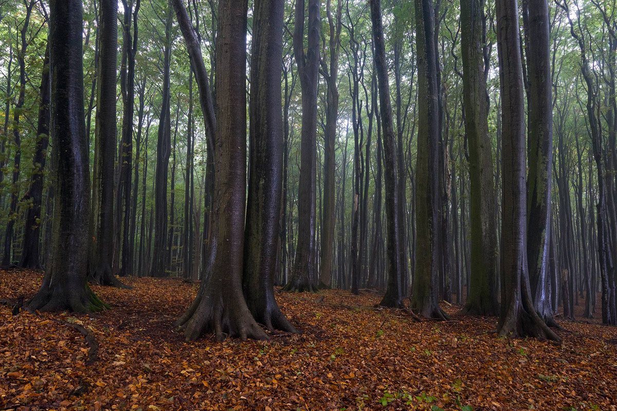 Jasmund im Regen