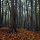 Jasmund im Regen