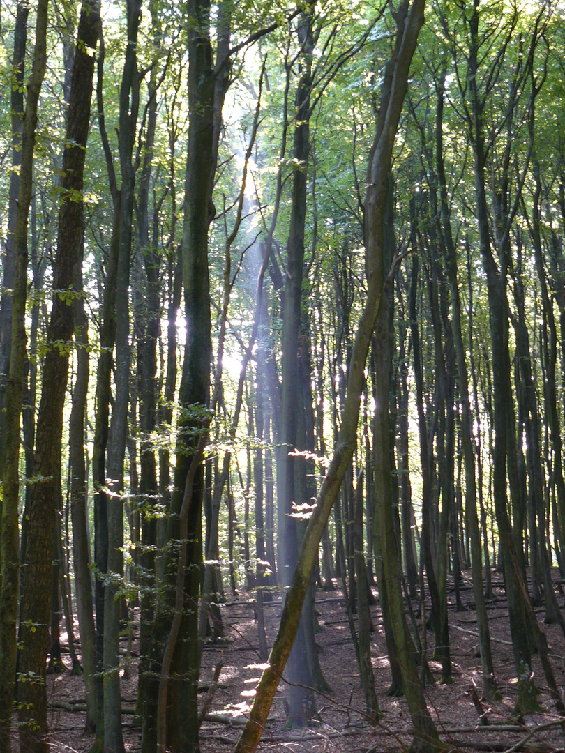 Jasmund Nationalpark