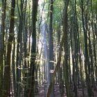 Jasmund Nationalpark