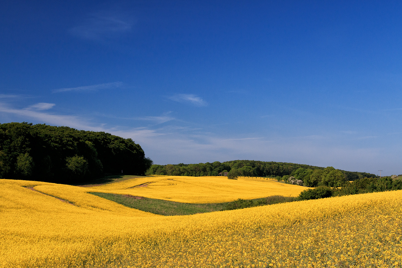 Jasmunder Rapslandschaft