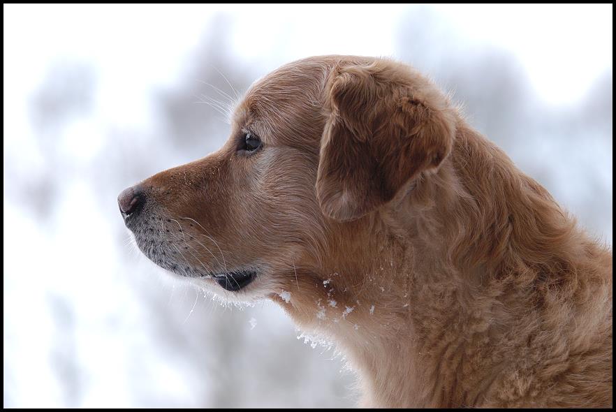 Jason im Schnee