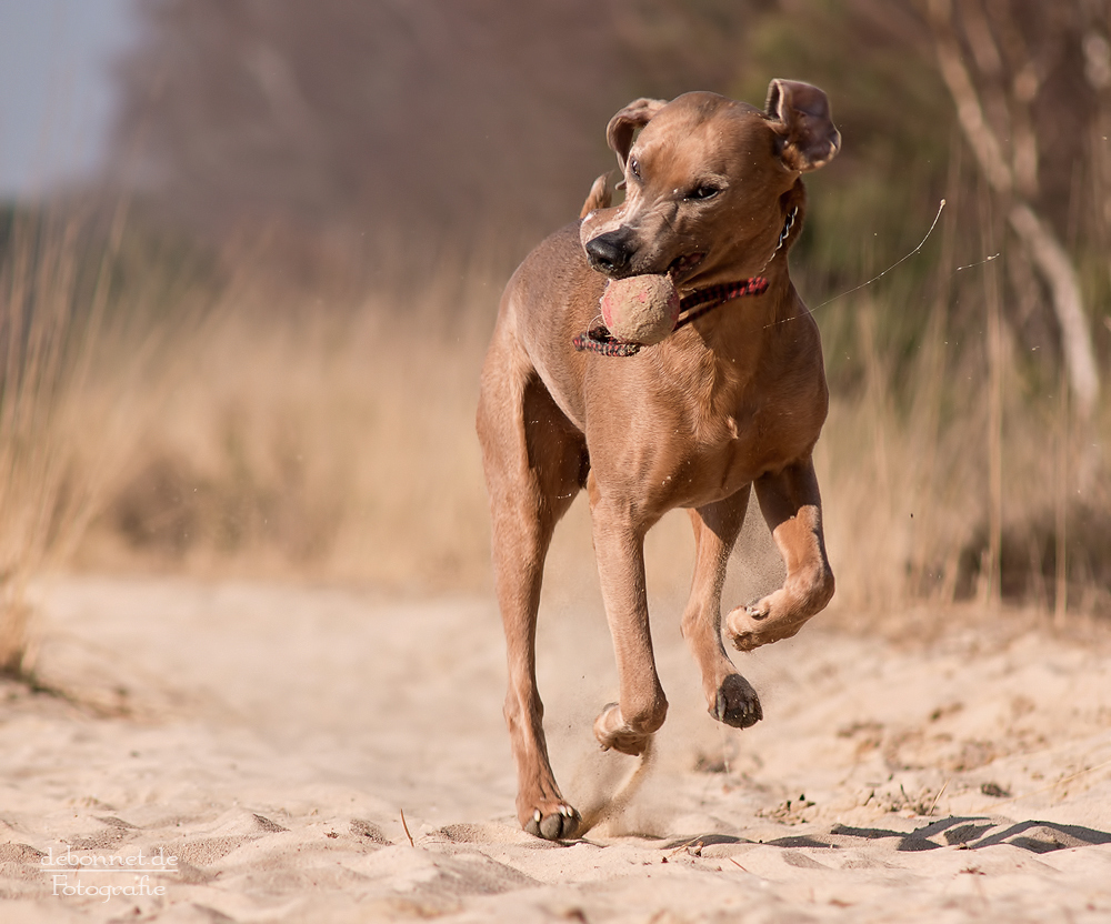 Jason mit seinem Ball....