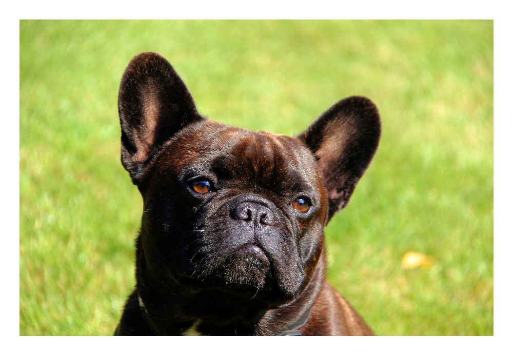 Jasper aus der Thedor Heuss Stadt Brackenheim