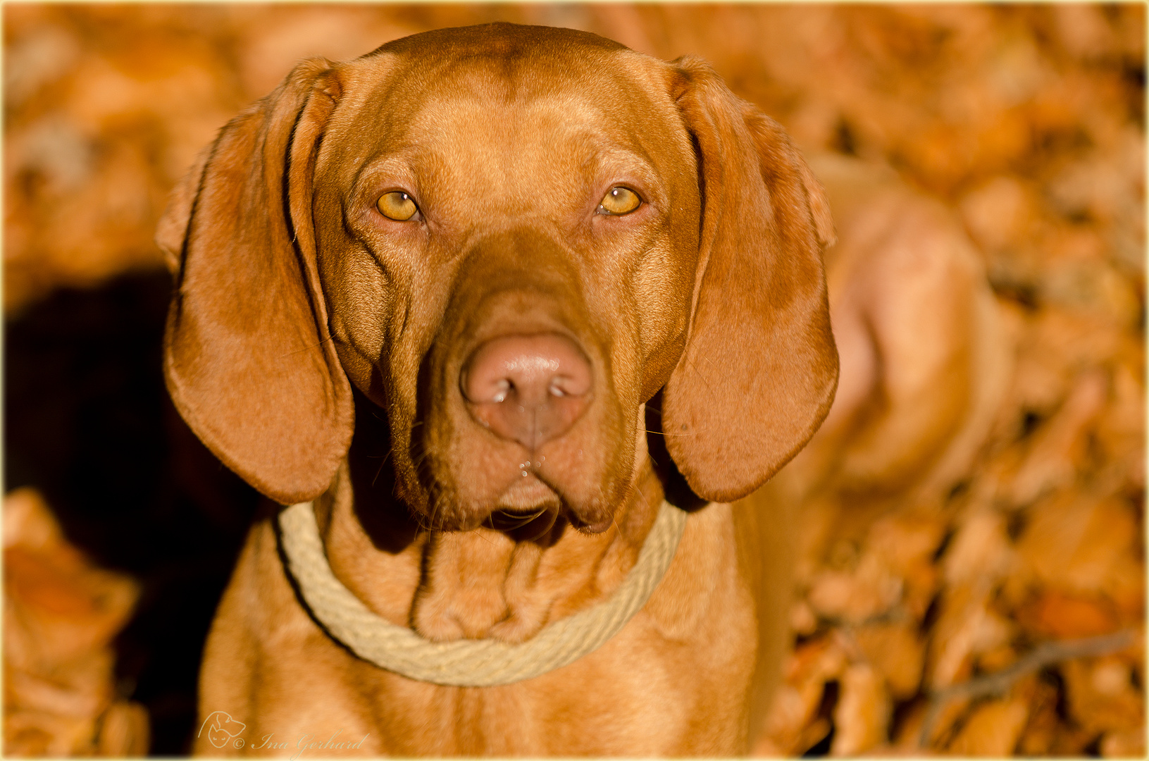 Jasper mit den gelbgoldenen Augen