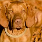 Jasper mit den gelbgoldenen Augen