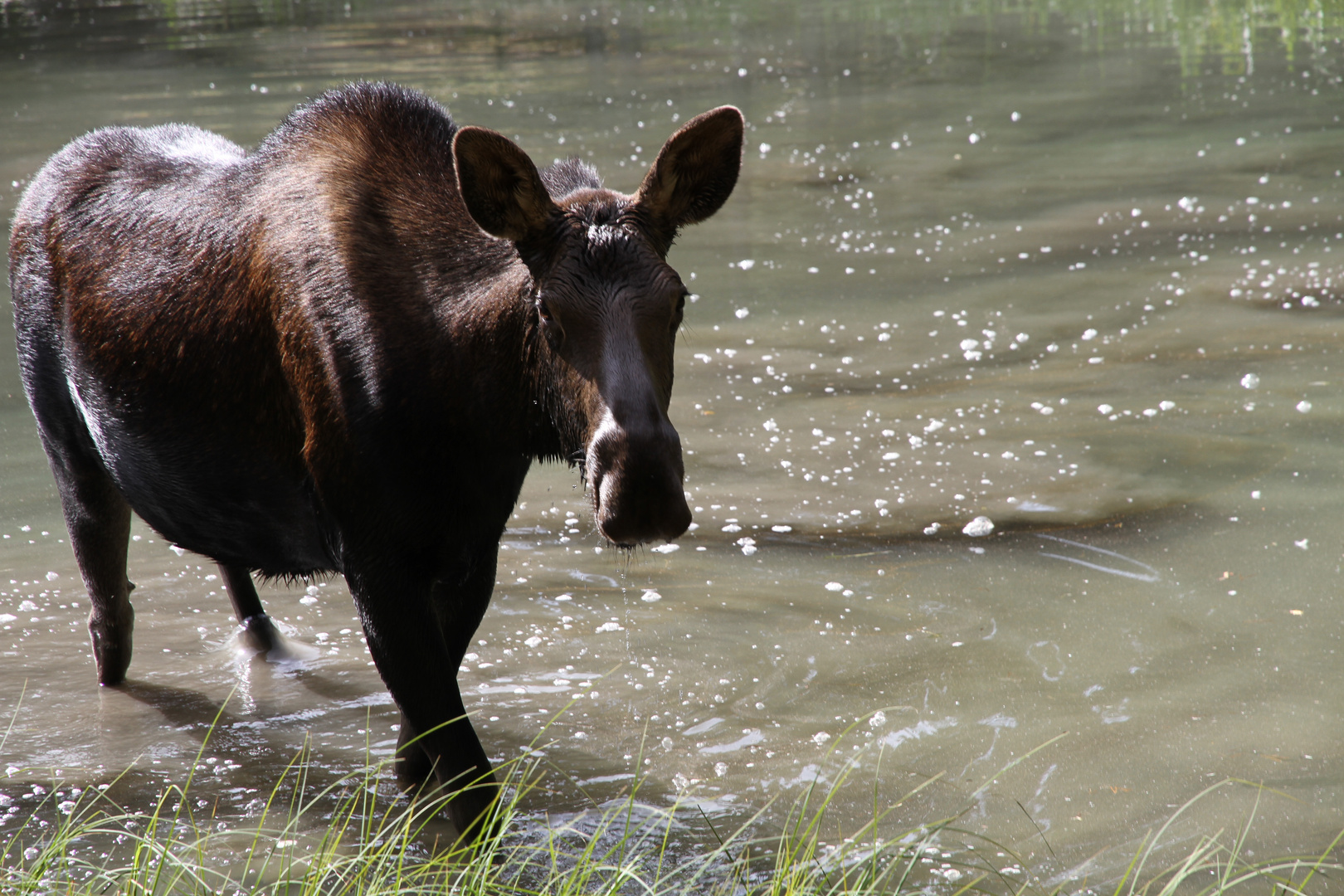 Jasper (Moose Lake - nähe Maligne Lake)