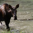 Jasper (Moose Lake - nähe Maligne Lake)