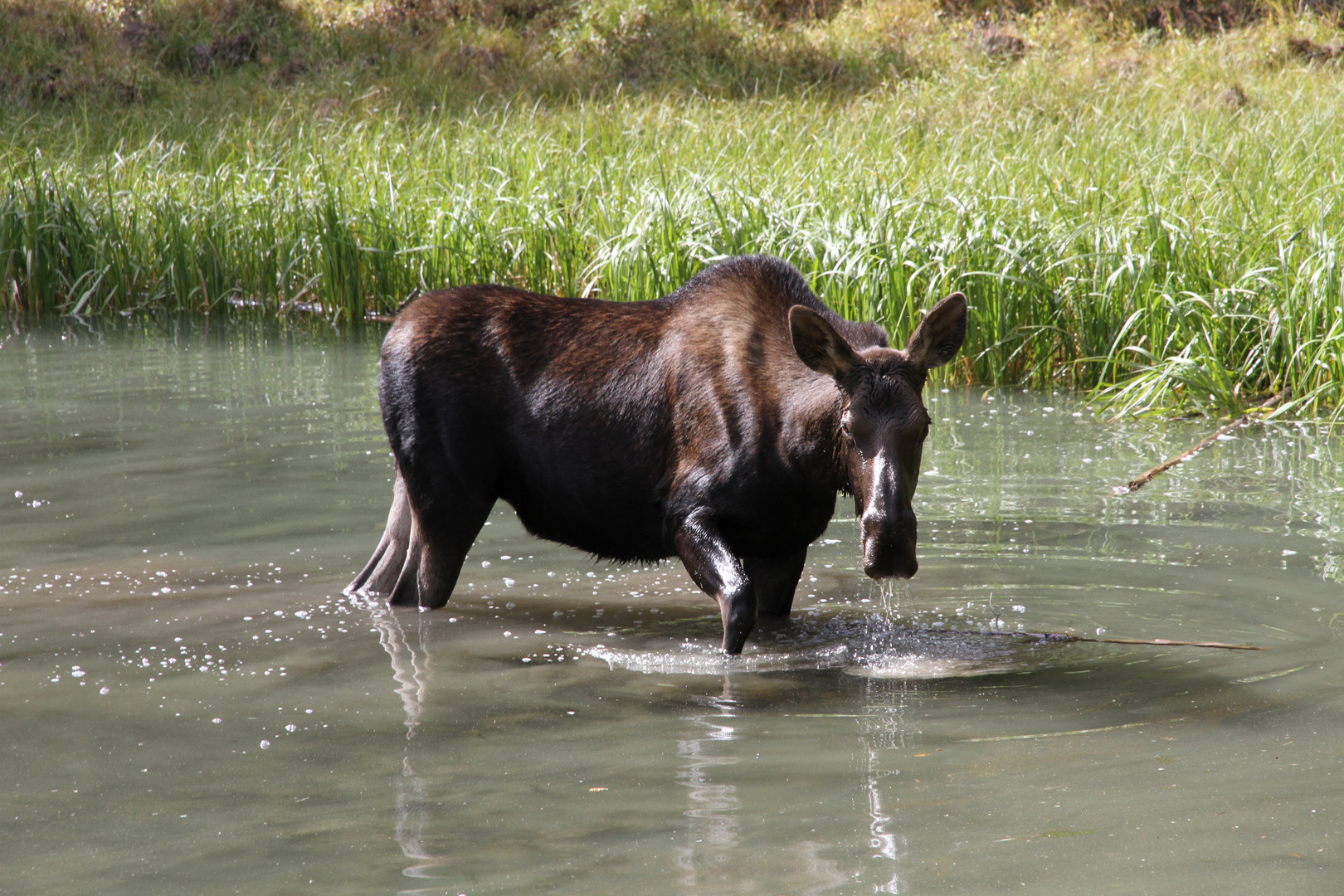 Jasper (Moose Lake - nähe Maligne Lake) Pt. 2