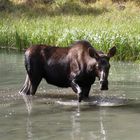 Jasper (Moose Lake - nähe Maligne Lake) Pt. 2