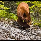 Jasper National Park