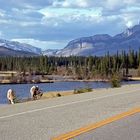 Jasper National Park