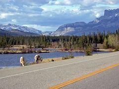 Jasper National Park