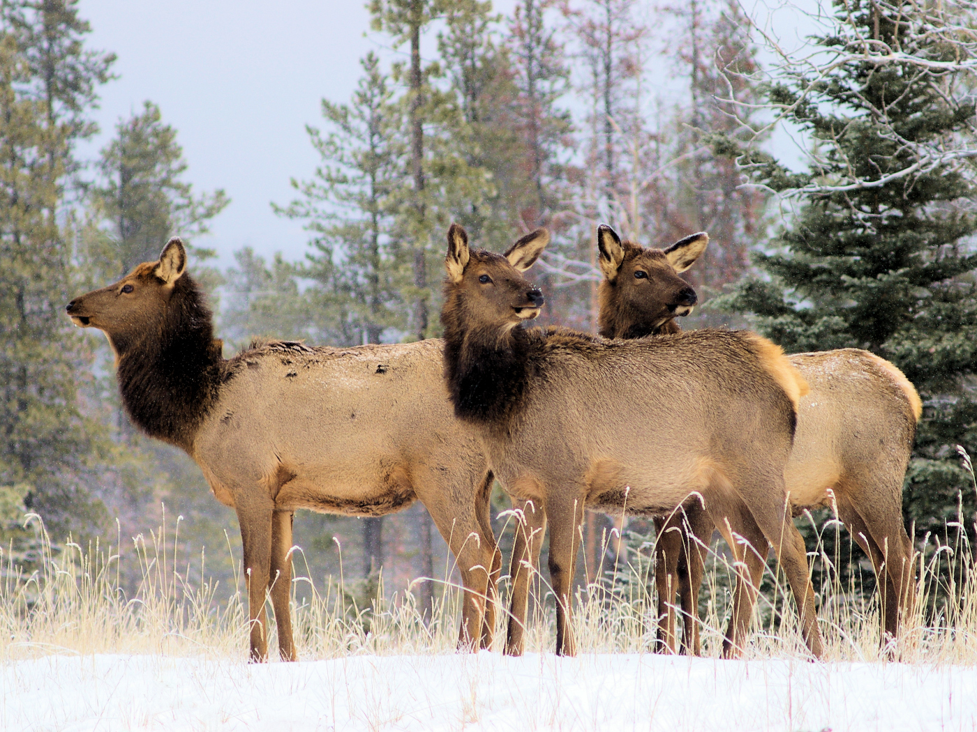 Jasper National Park Wapiti