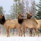 Jasper National Park Wapiti