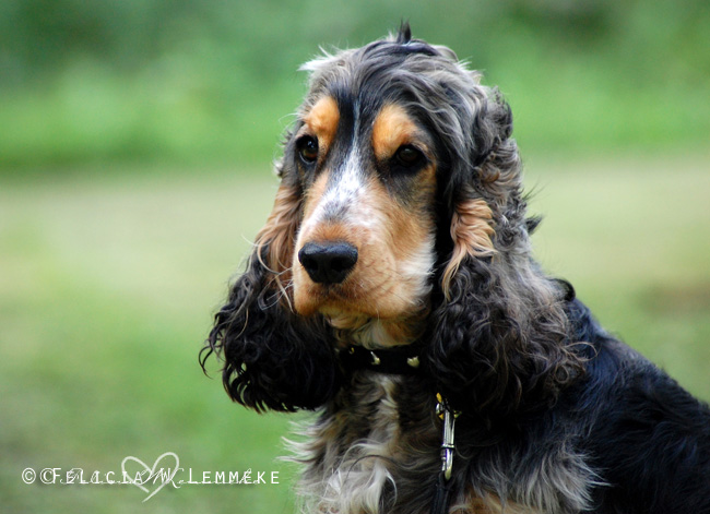 Jasper the Cocker Spaniel