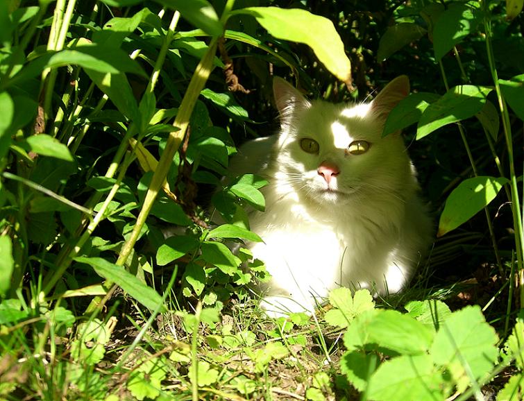 Jasy in der Blumenhöhle