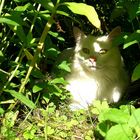 Jasy in der Blumenhöhle