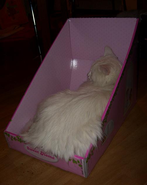 Jasy in the Box 2