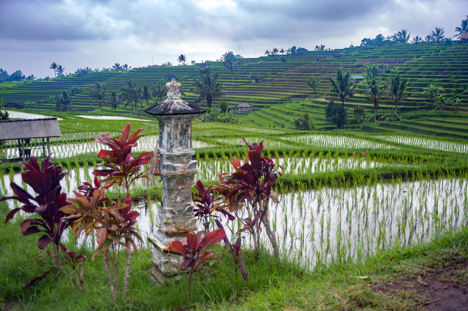 Jatiluwih rice field landscape