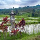 Jatiluwih rice field landscape