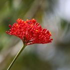 Jatropha multifida