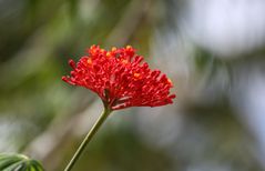 Jatropha multifida