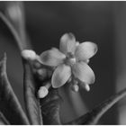 Jatropha Multifida