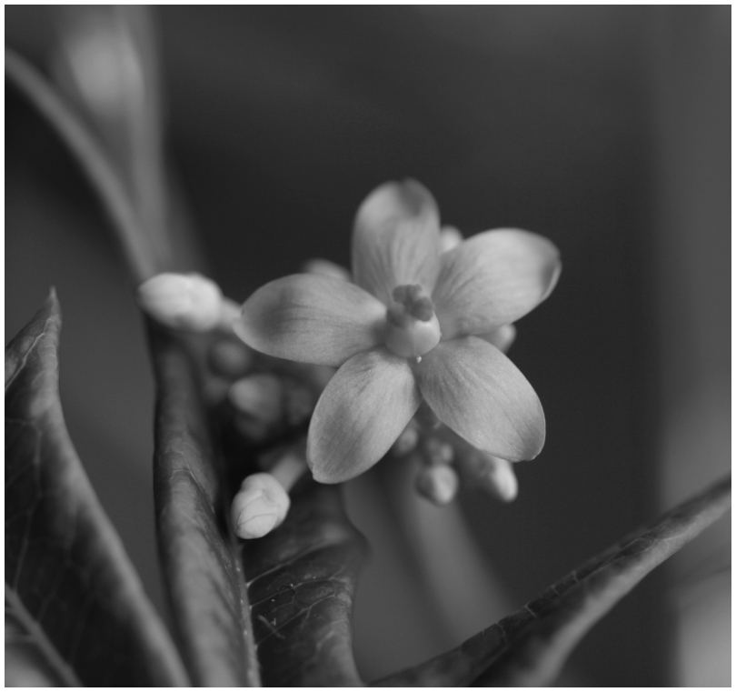 Jatropha Multifida