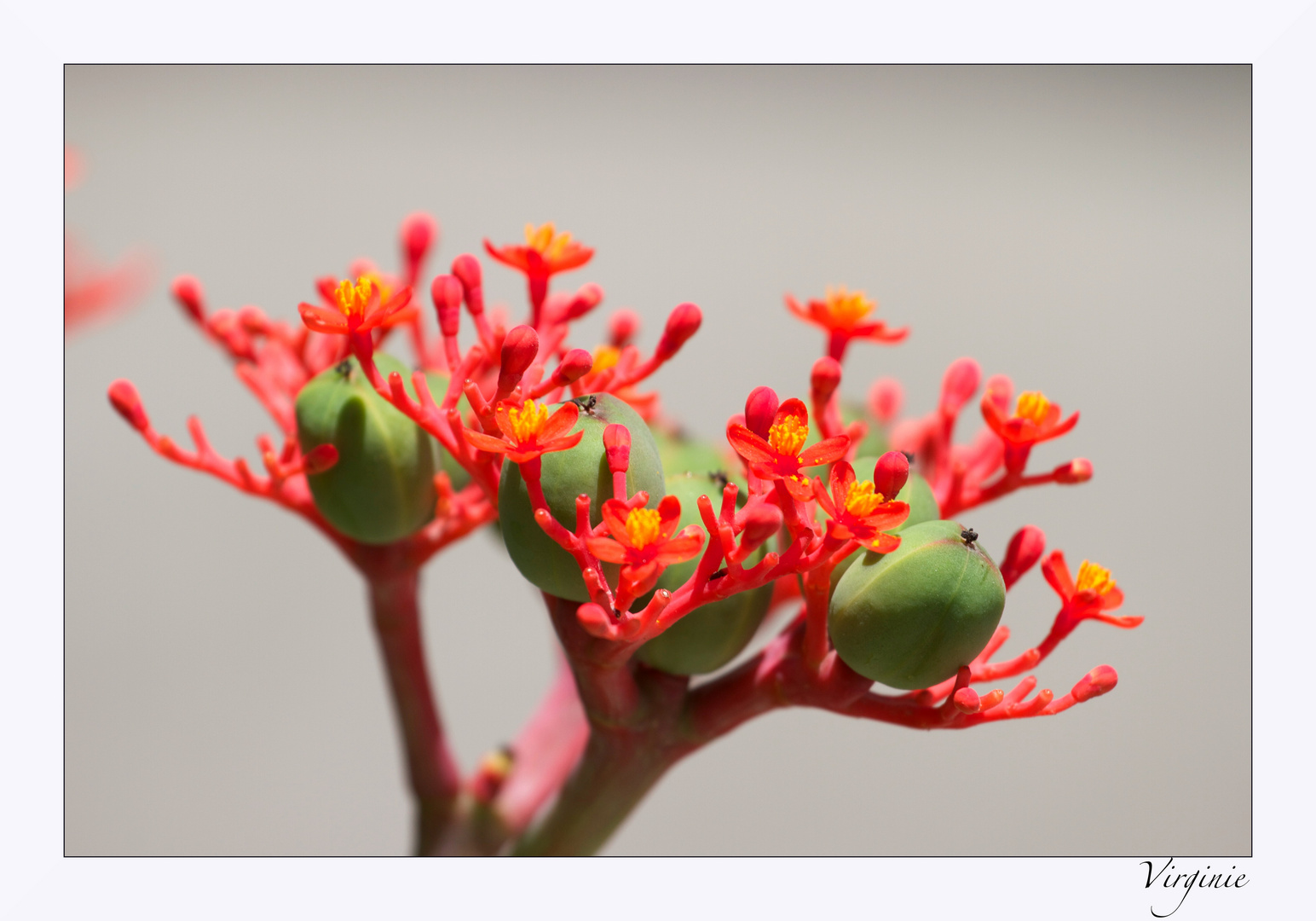 Jatropha podagrica